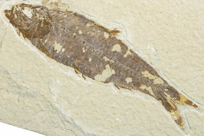 Detailed Fossil Fish (Knightia) - Wyoming #346033